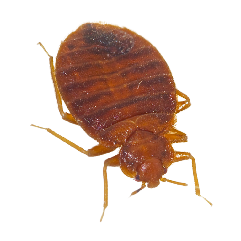 agyi poloska 768x768