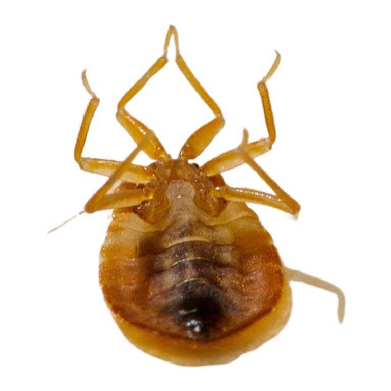 agyi poloska alulrol 768x768