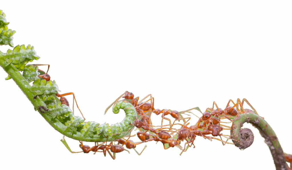 hangyairtas hatter 4