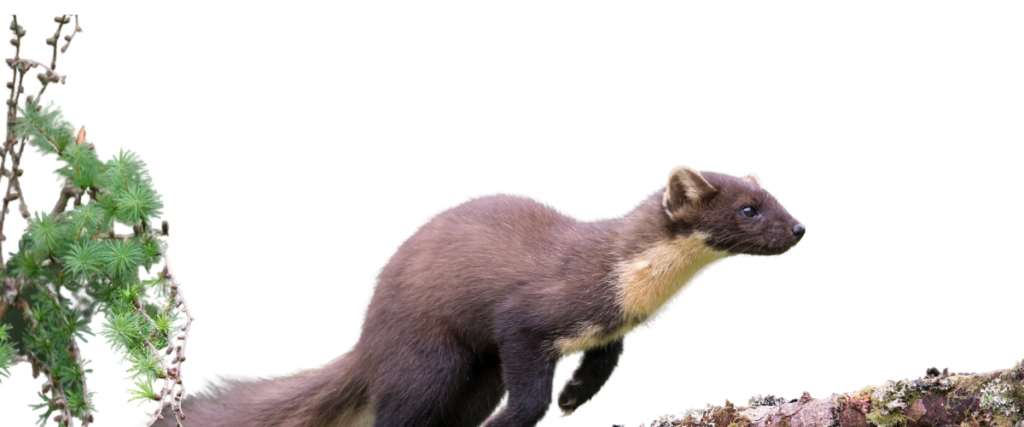 nyestirtas hatter 3 1024x427